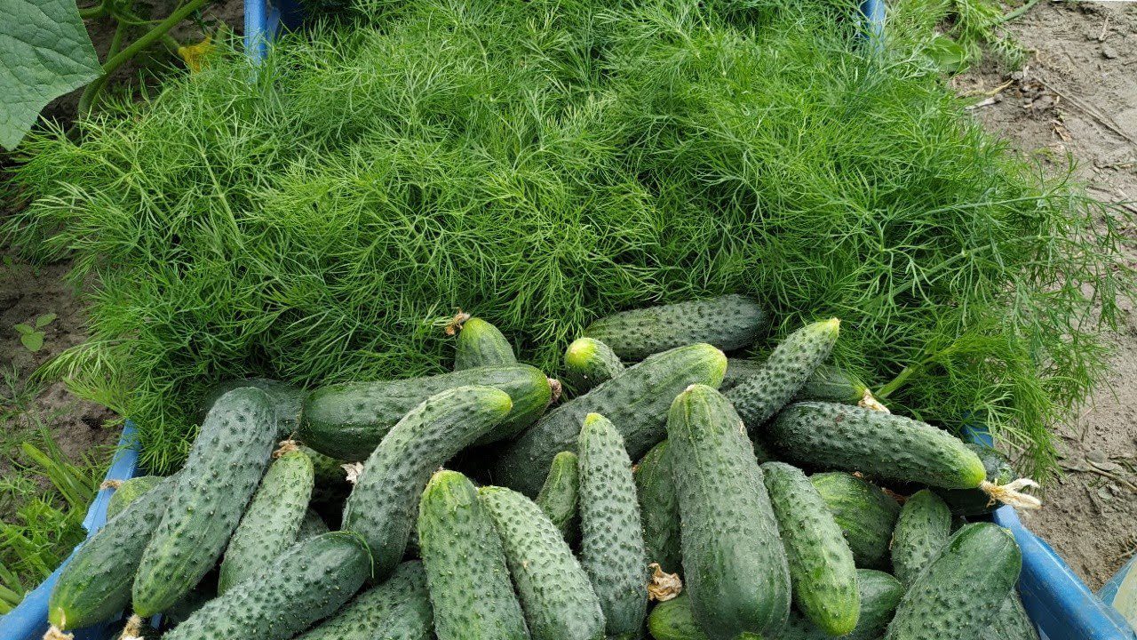 Чим підживити кріп на грядці, щоб він виріс пишним