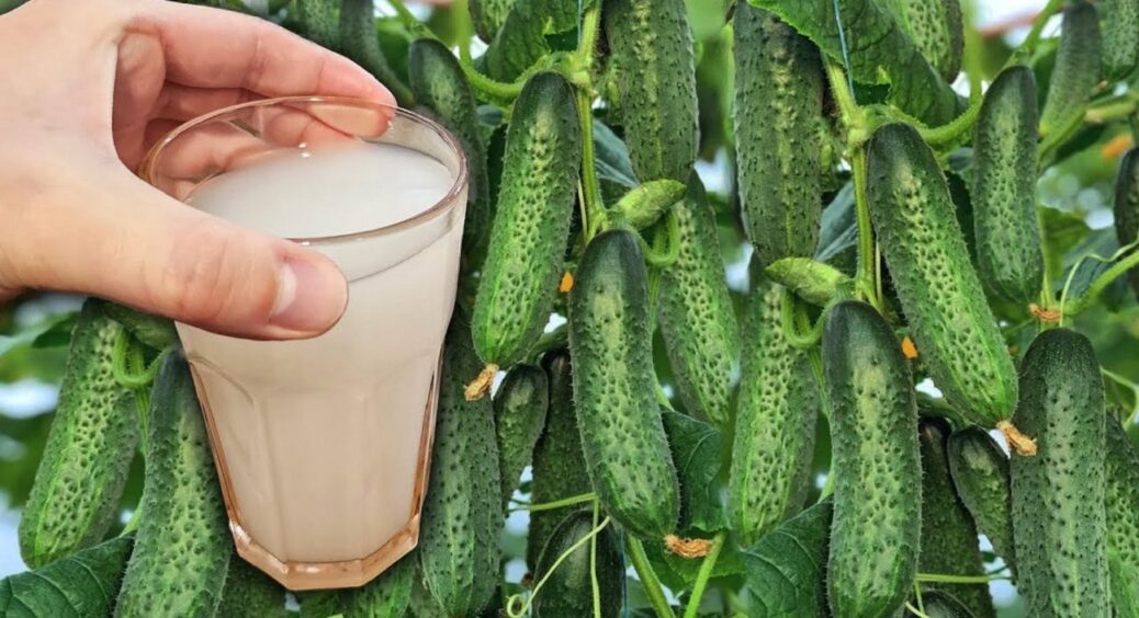Через 3 дні після цього поливу огірки починають цвісти вдвічі активніше: засікайте час 