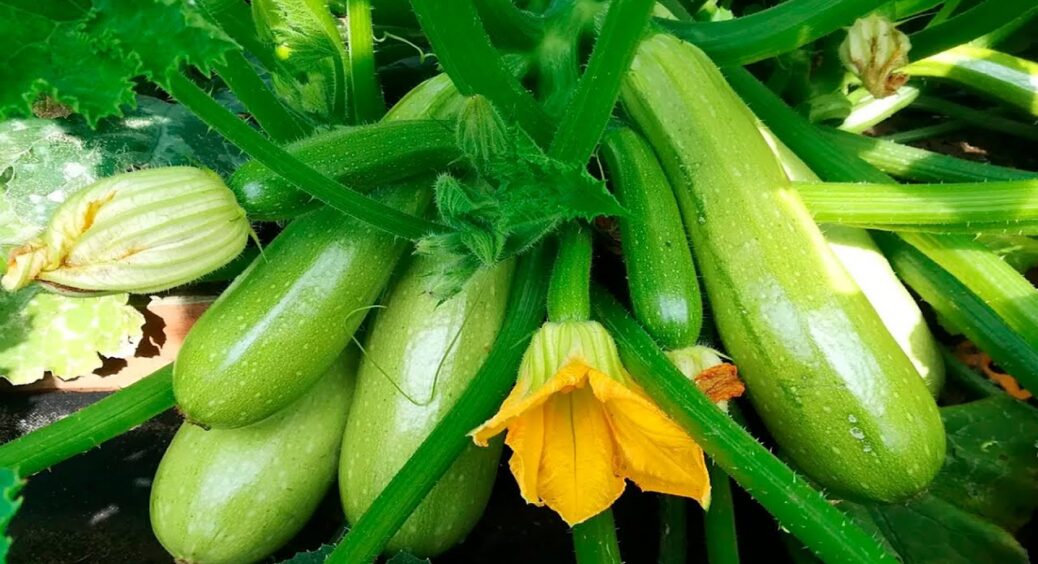 Увечері вилийте ЦЕ “зілля” під кабачки, а вранці побачите нові зав’язі: формула щедрого врожаю 