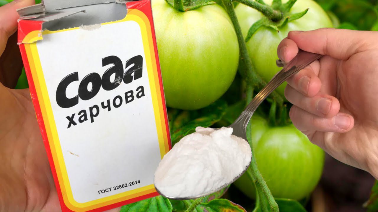 Як сода допоможе від фітофтори на помідорах