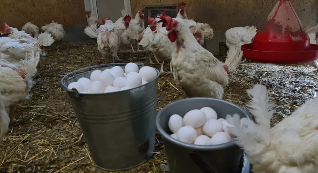 1 ложка дріжджів у щоденний раціон: і кури почнуть нестися, як “на дріжджах” 