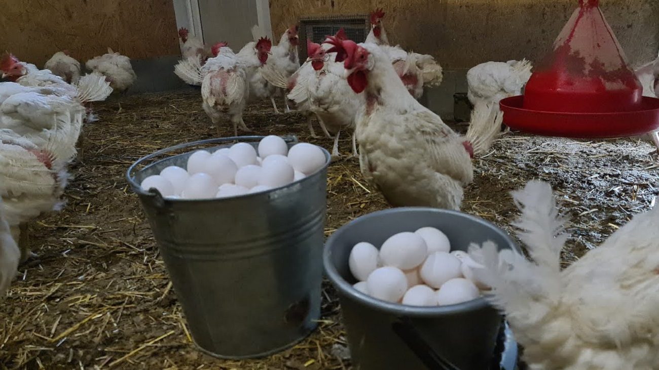 Експерти розповіли, що додати в раціон курям, щоб вони неслися круглий рік