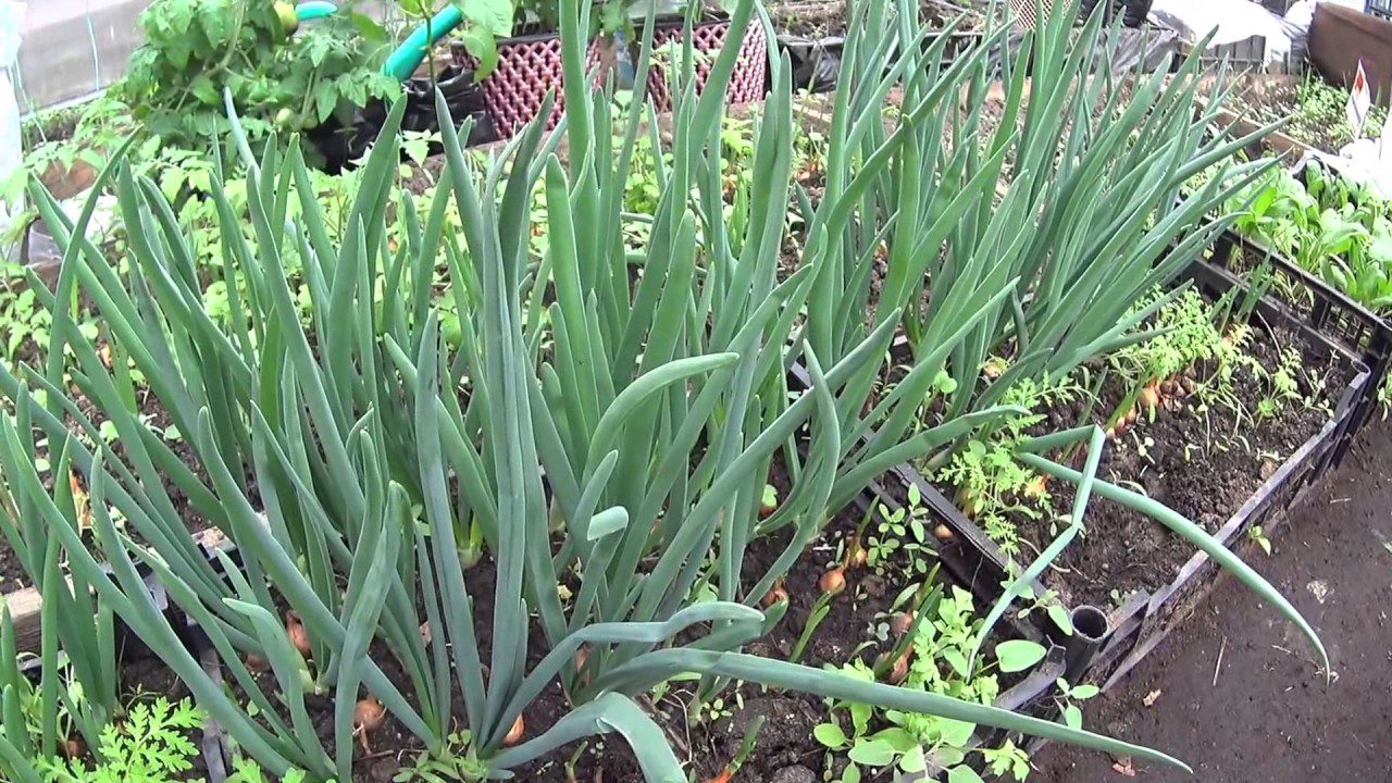 Агрономи назвали ідеальне добриво для ріпчастої цибулі