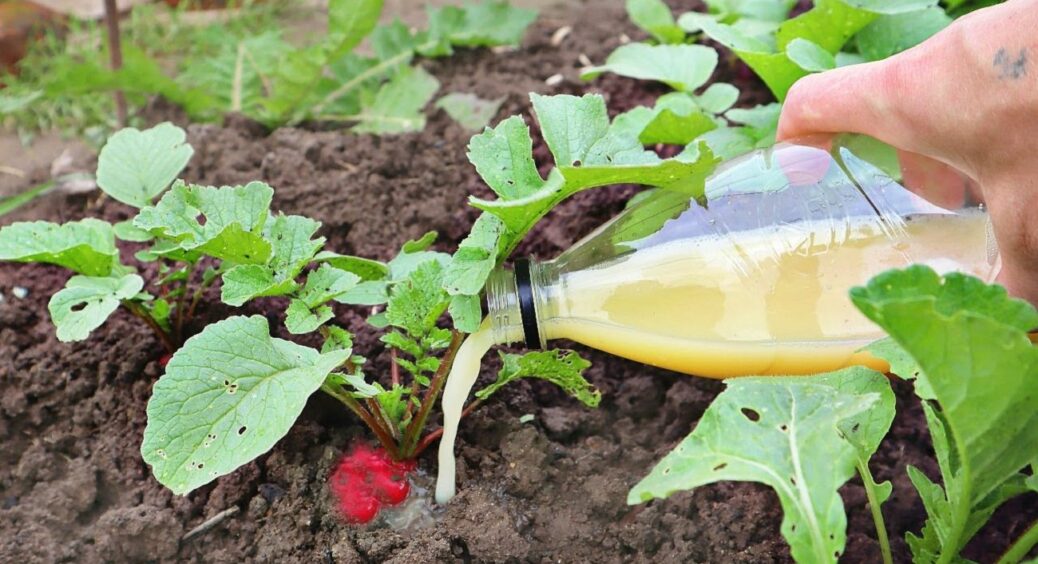 Друга хвиля врожаю редиски у 2025 цілком реальна: головне – підживити правильно 