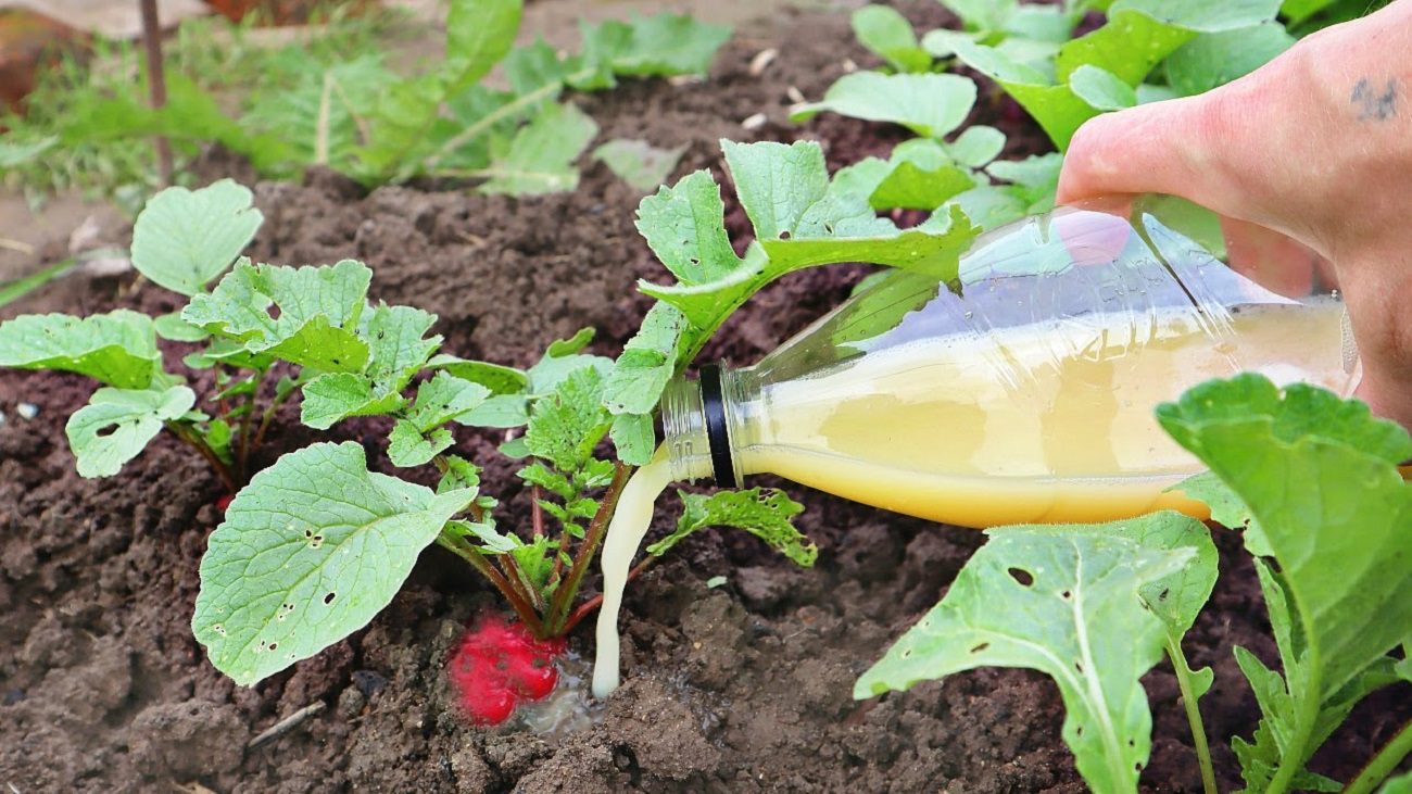Аграрії розповіли, чим підживити редиску, щоб зібрати другу хвилю урожаю