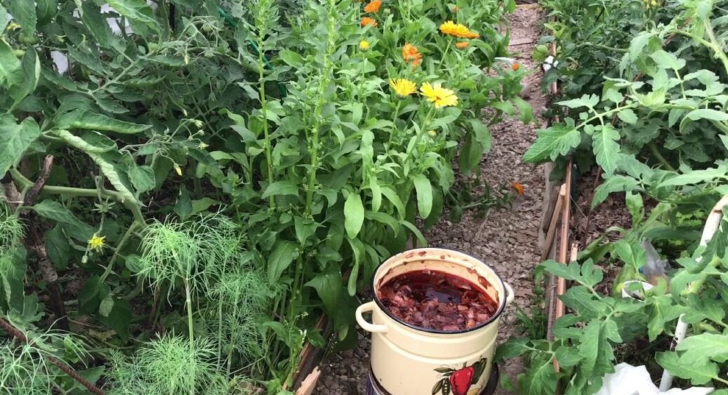 Цей настій із лушпиння цибулі у 2025 замінить на городі будь-які інсектициди та фунгіциди 