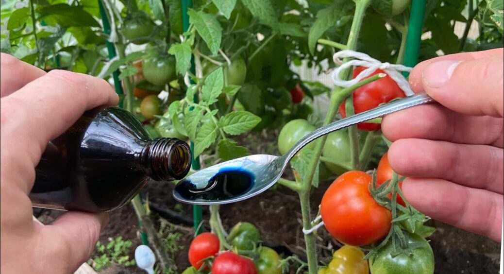На Одещині томати цвітуть раніше на 7 днів – не через регіон, а завдяки простому добриву 