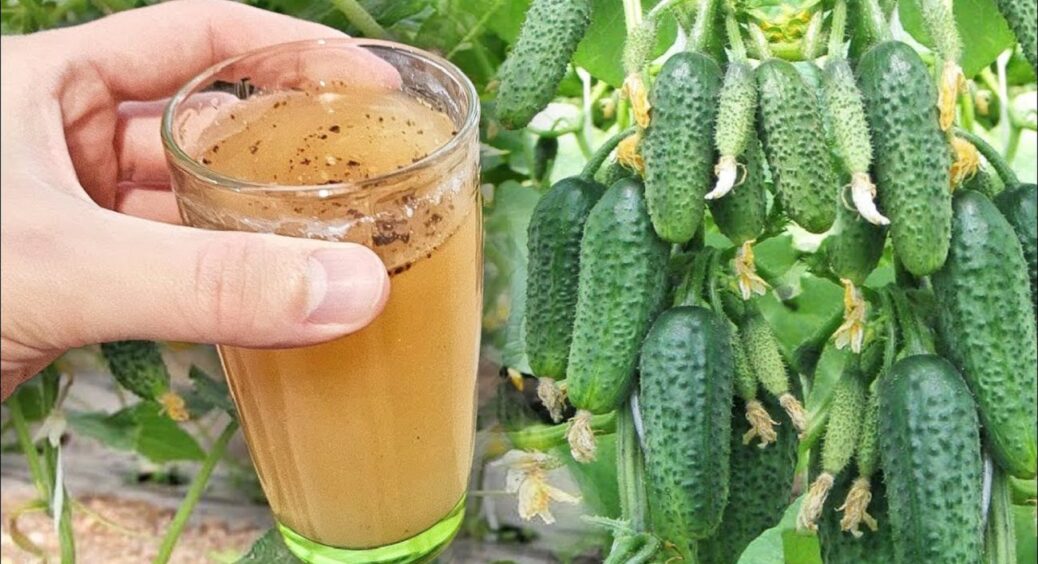 1 стакан під корінь – і огірків наросте тонна: навіть пожовкле листя знову зазеленіє 