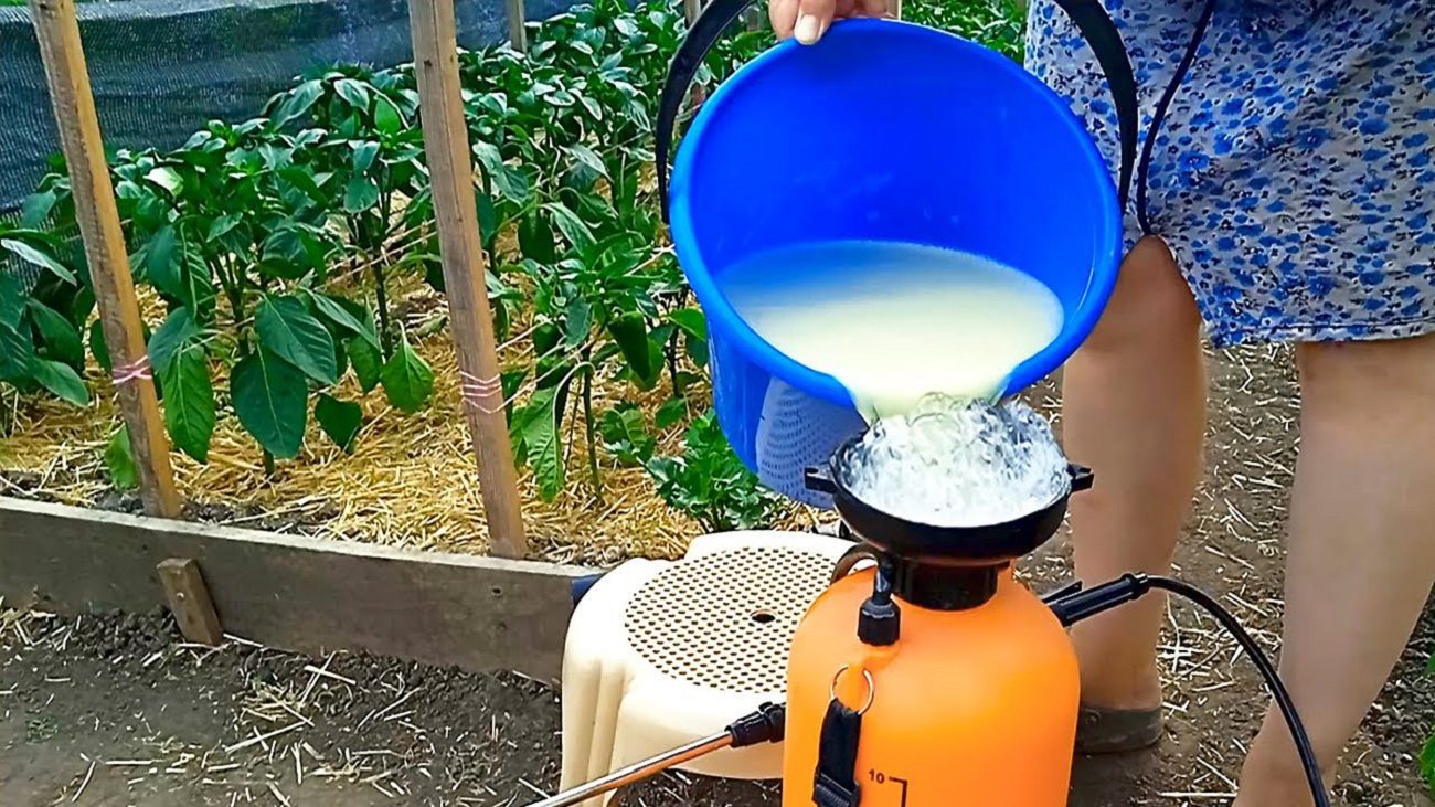 Агрономи розповіли, як легко і швидко позбутися грибкових хвороб на перцях