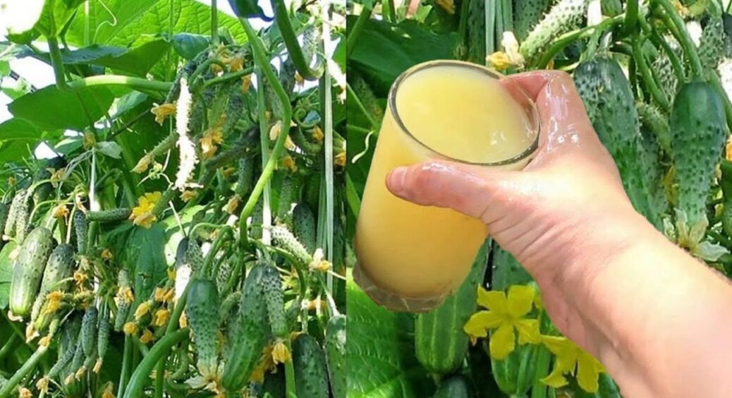 Зранку вилийте на грядку 1 літр “зілля” – і огірки зав’язуватимуться щодня, а не через раз 