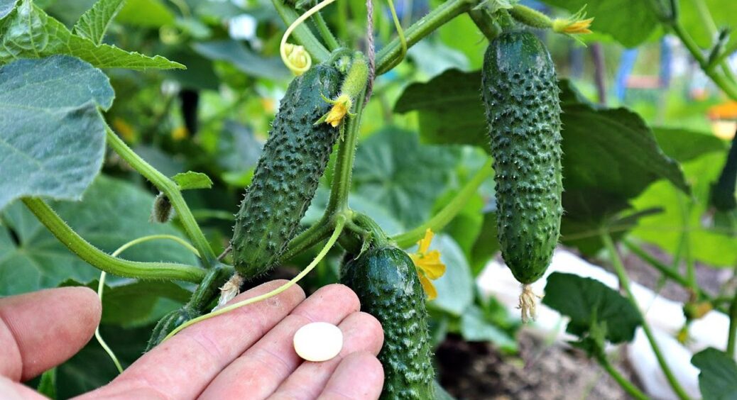 Щоб огірки не гірчили навіть у спеку, на Дніпропетровщині використовують 1 хитрий розчин 