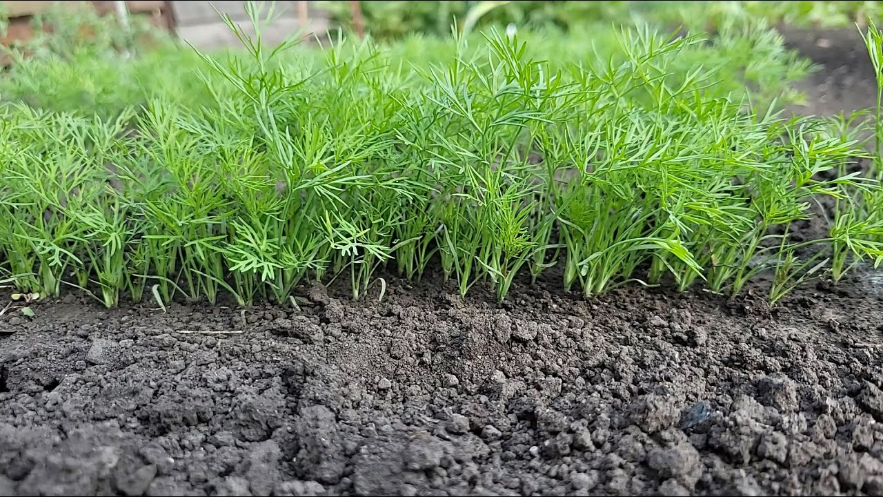 Як суперфосфат впливає на врожайність кропу