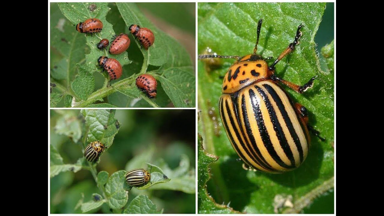 Городники розповіли, чим обробити баклажани від колорадського жука
