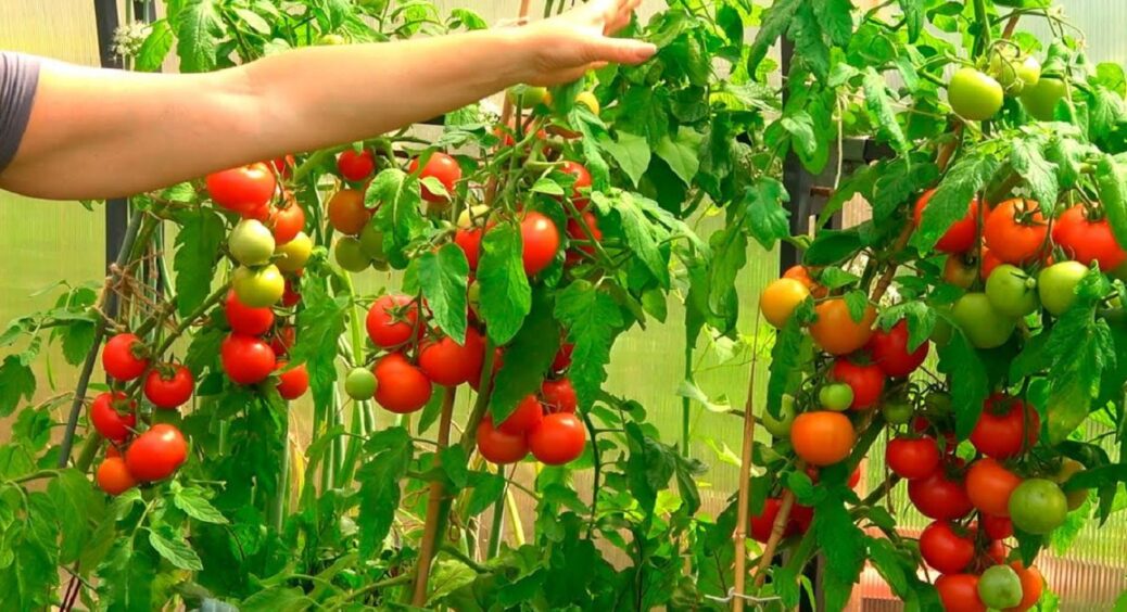 Перевірений коктейль для рясного врожаю: ось чим треба підживлювати томати з 1 липня 