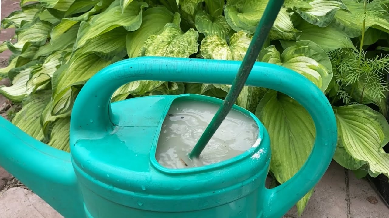 Агрономи назвали засіб, який допоможе розсаді перців вкорінитися