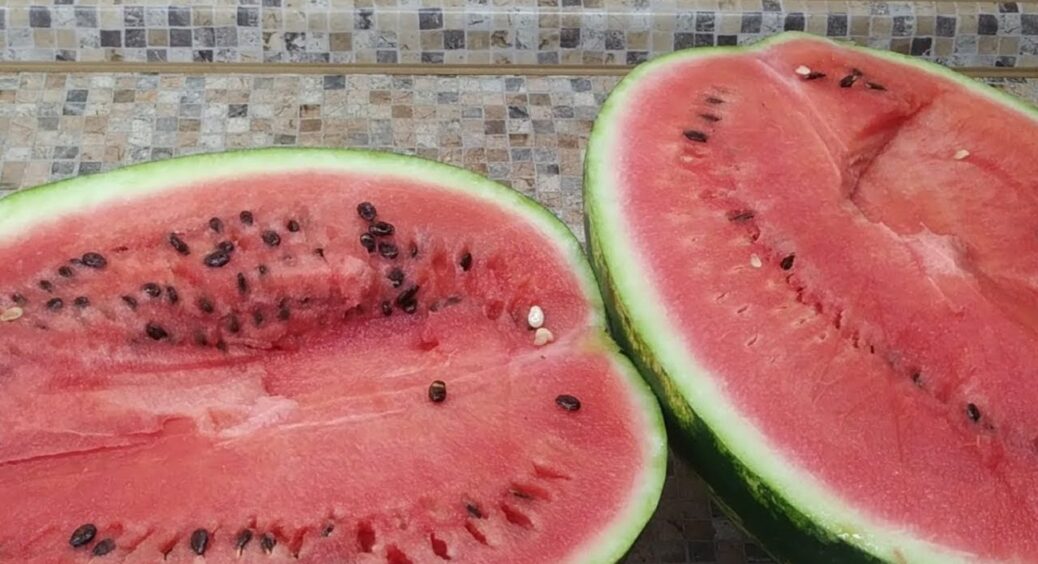 Після цього екстремального підживлення кавуни і дині ростуть як на стероїдах: 1 літр на кущ 