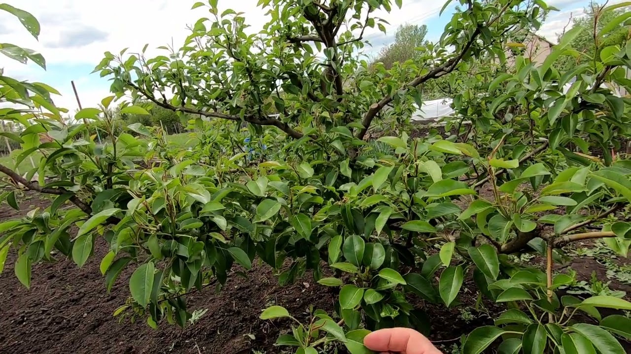 Садівники розповіли, що робити з яблунею, якщо дерево не скинуло листя