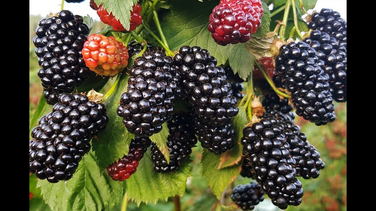 Садівники розповіли, чим підживити ожину, щоб врожаїв було море 