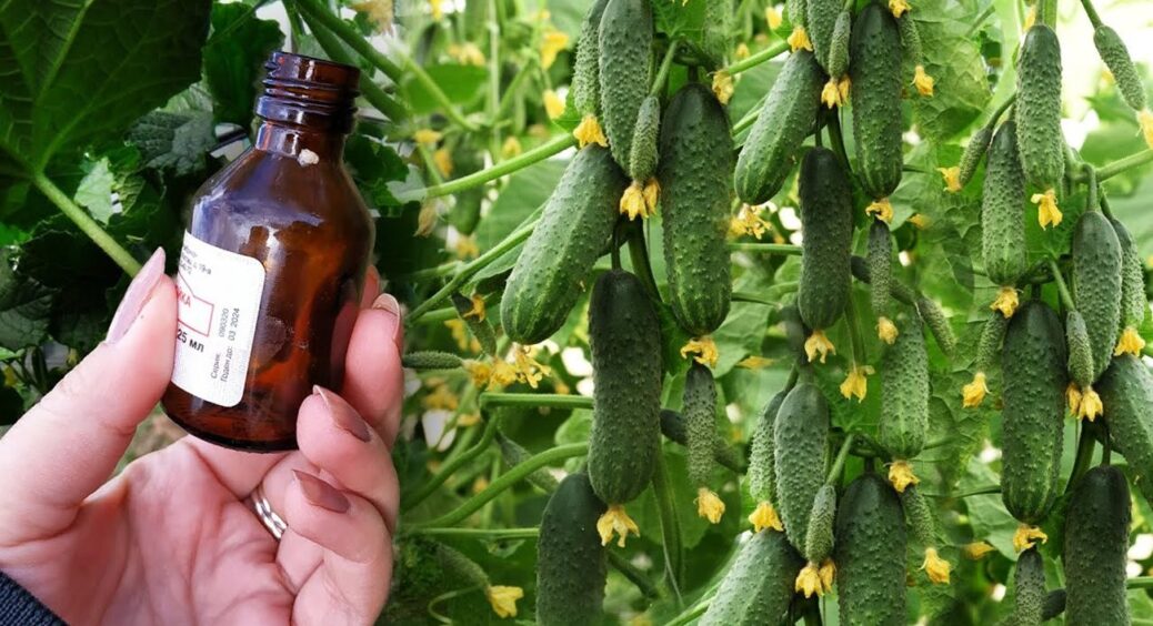 Якщо листя огірків жовтіє – одразу дістаємо зі свого арсеналу це: 12 годин і кущі як новенькі 