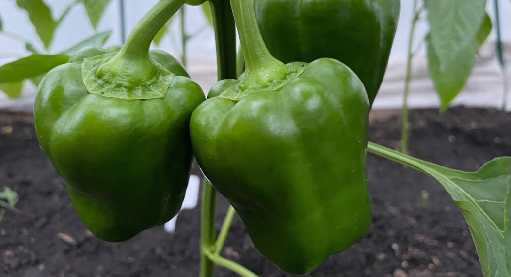 Стартане, як чемпіон: 1 засіб, чим підживити перець, щоб розсада зазеленіла і зміцнішала 