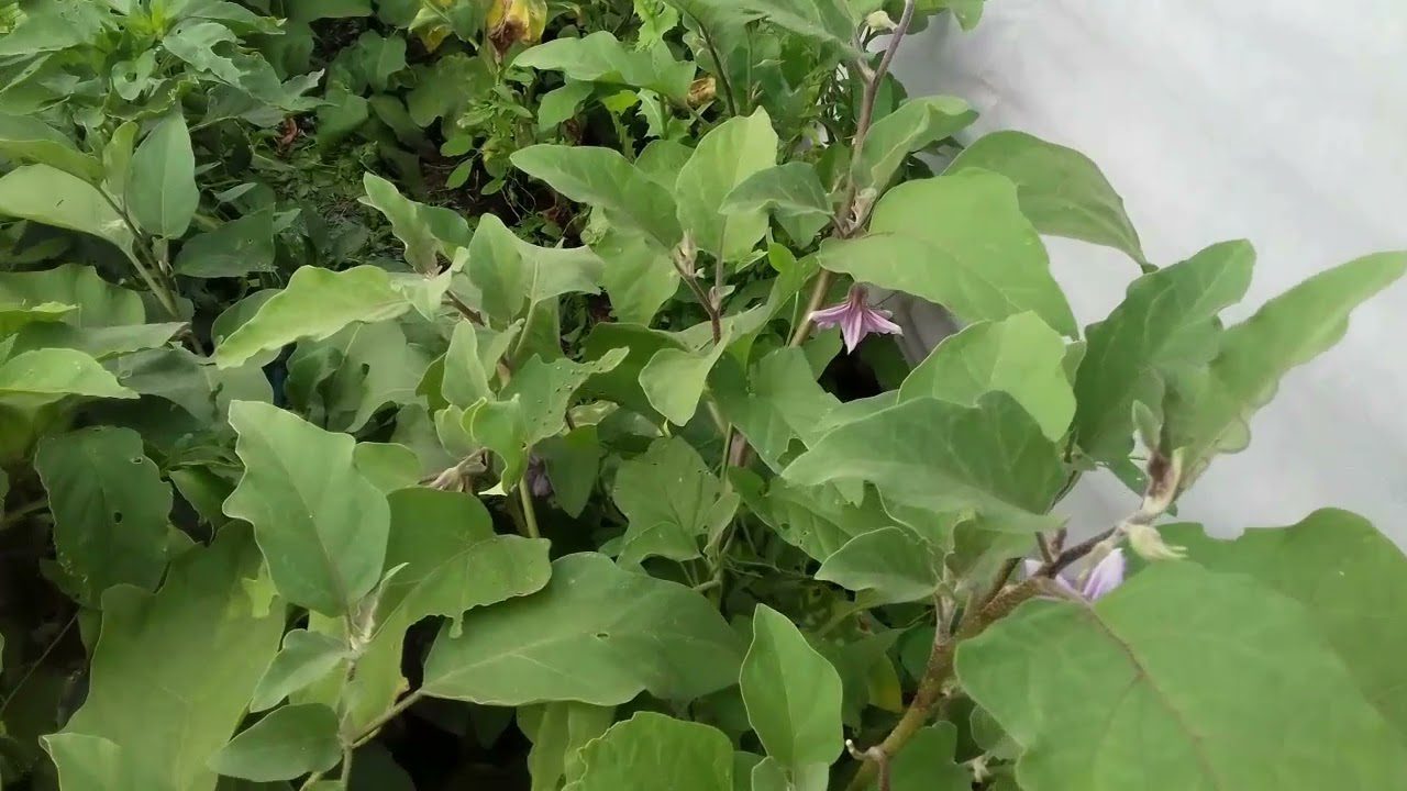 Городники розповіли, чим обробити баклажани від колорадського жука