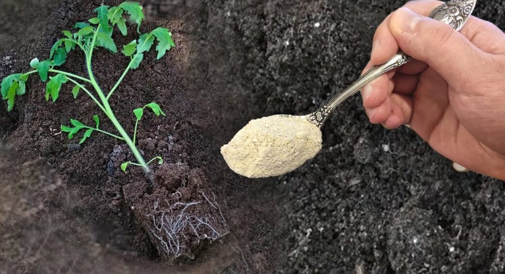 Киньте це в лунку при посадці томатів і вони відразу підуть в ріст: лайфхак від аграріїв 