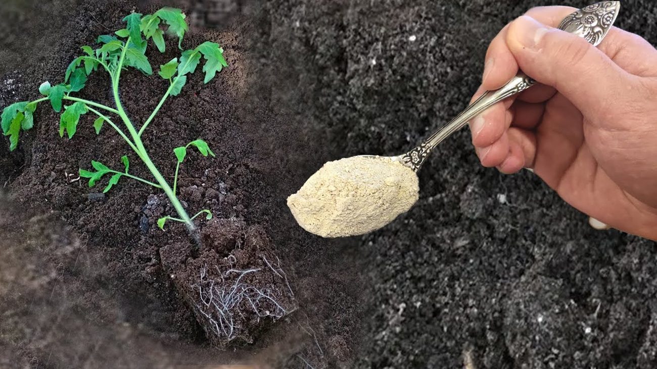 Експерти розповіли, що покласти в лунку при посадці томатів