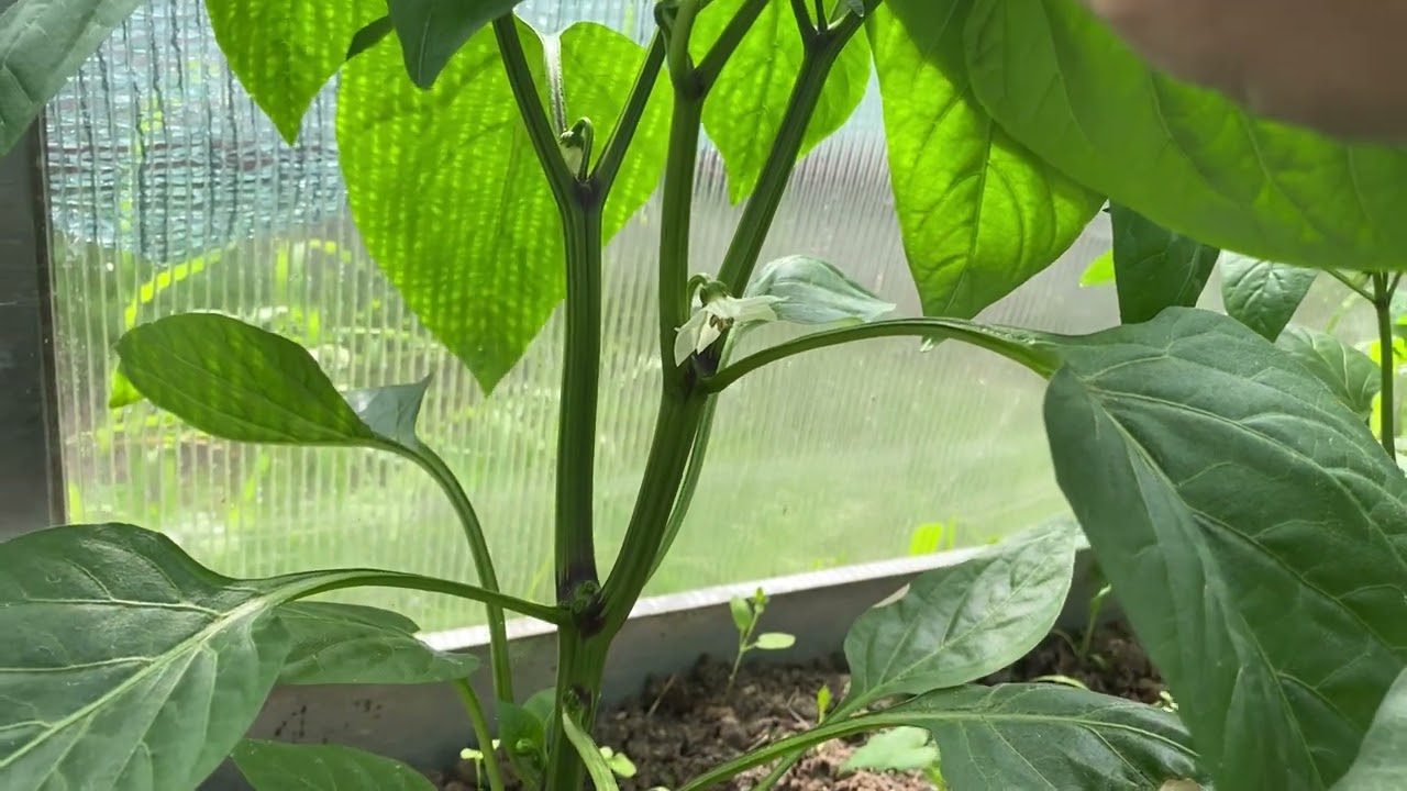 Агрономи назвали засіб, який допоможе розсаді перців вкорінитися