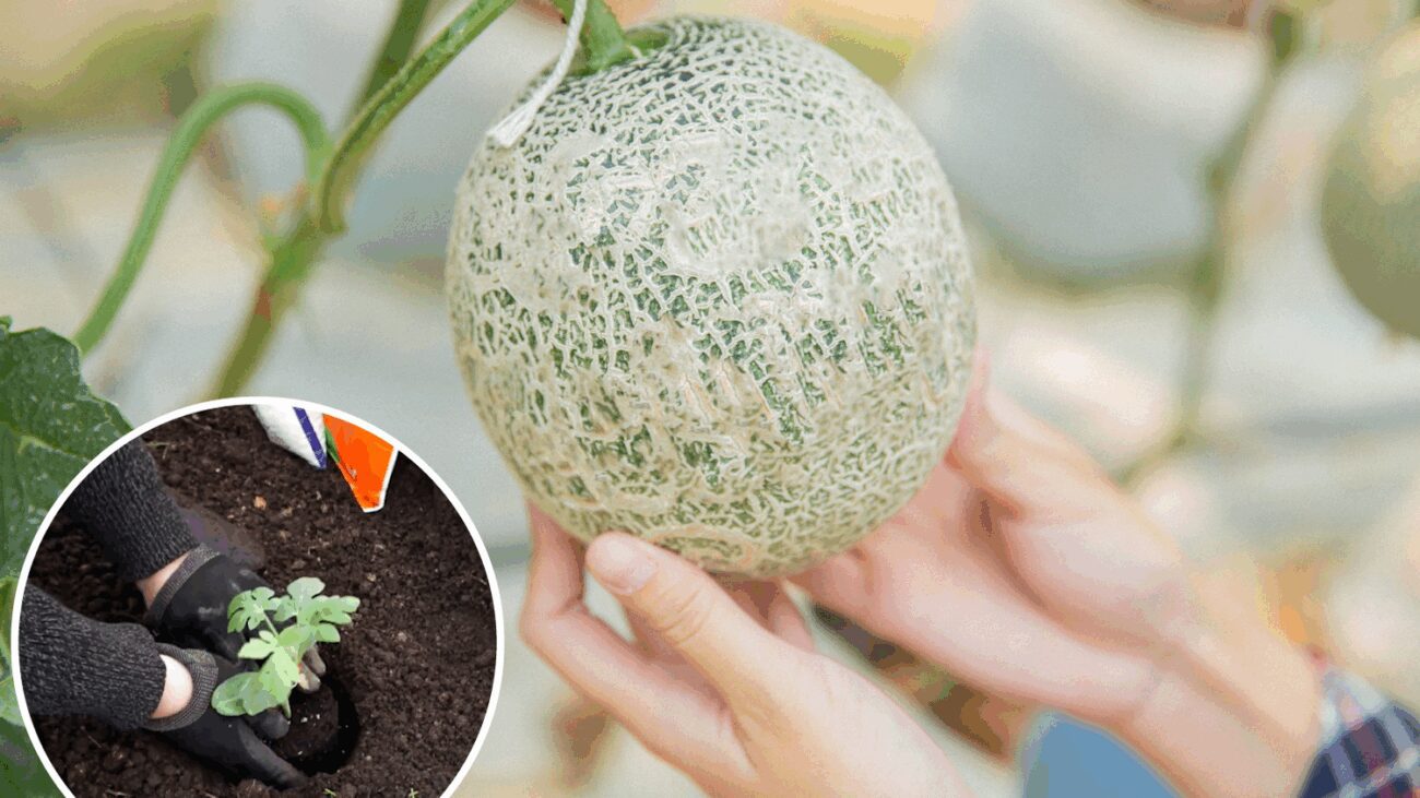 Агрономи назвали найкращу підживку під час висаджування дині
