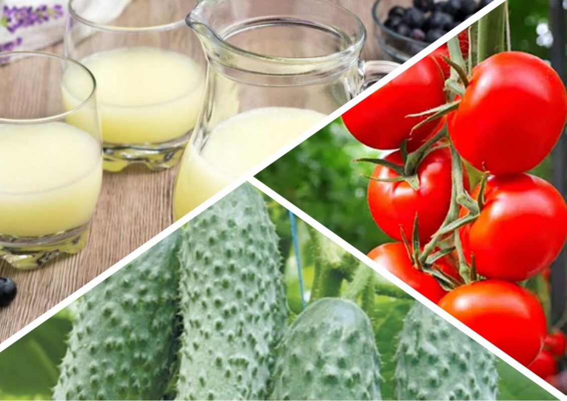 Як підживити овочі молочною сироваткою