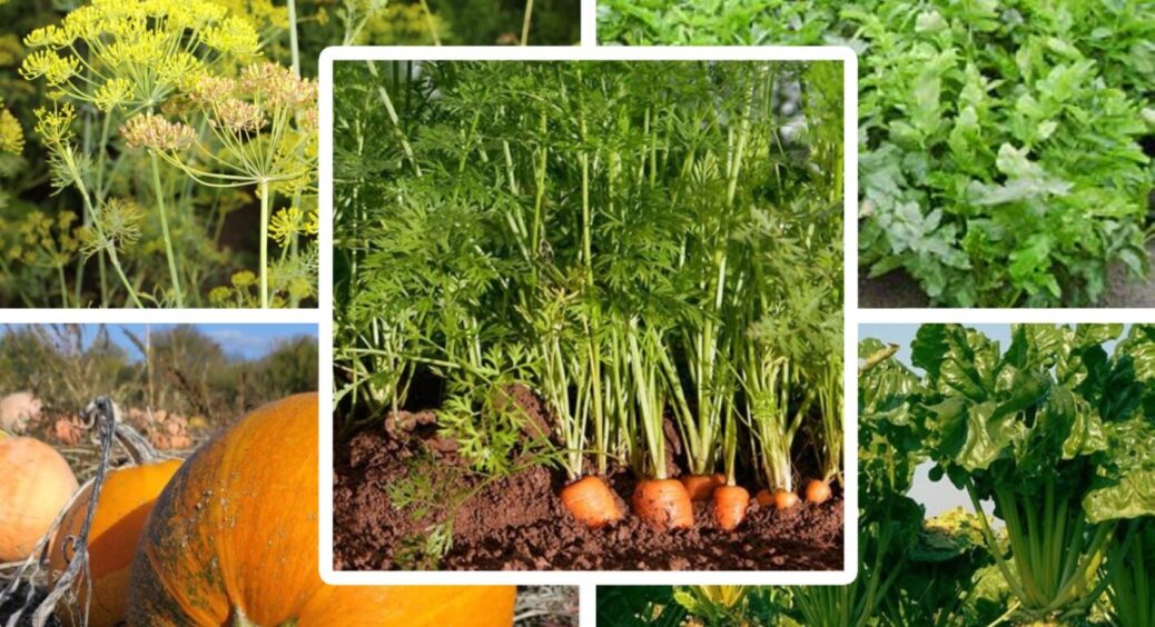Не тільки буряк: 5 культур, які не можна садити після моркви – порушення сівозміни шкодить 