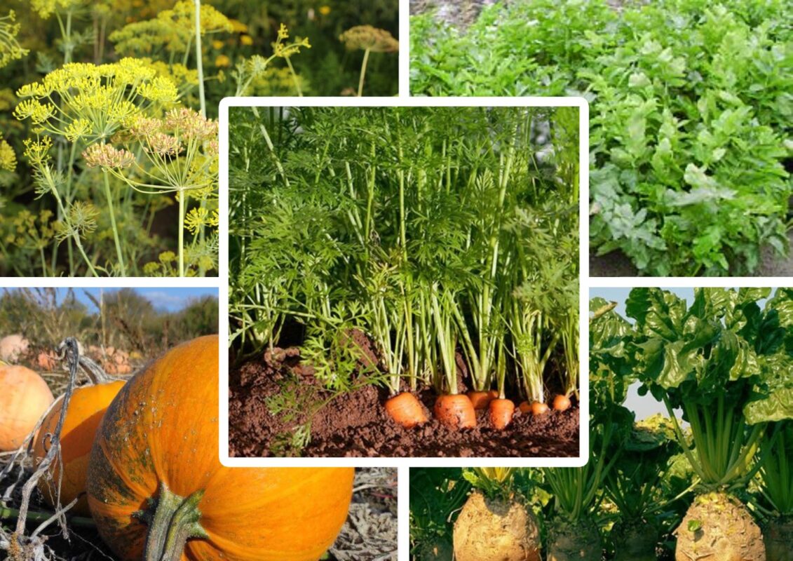 Що не можна висаджувати після моркви