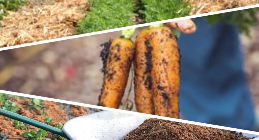 Морква гірка, тому що ви припустилися однієї-єдиної помилки: головне правило на Київщині 