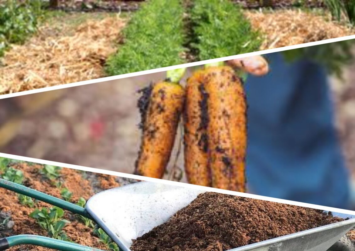 Садівник розповів, як виростити велику та рівну моркву