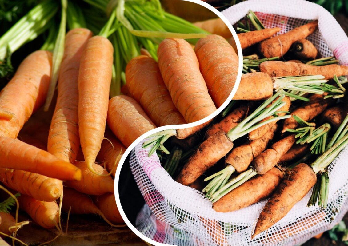 Городник розповів, як виростити велику моркву у себе на городі