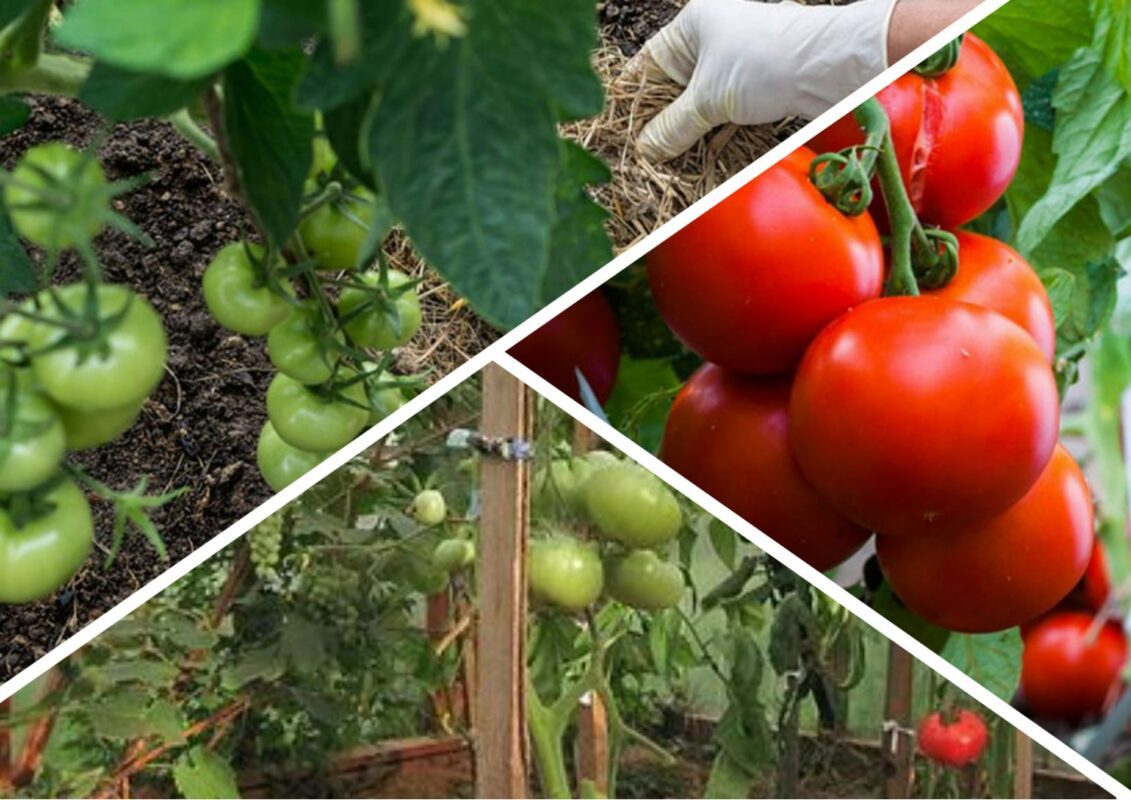 Чим може загрожувати мульчування помідорів