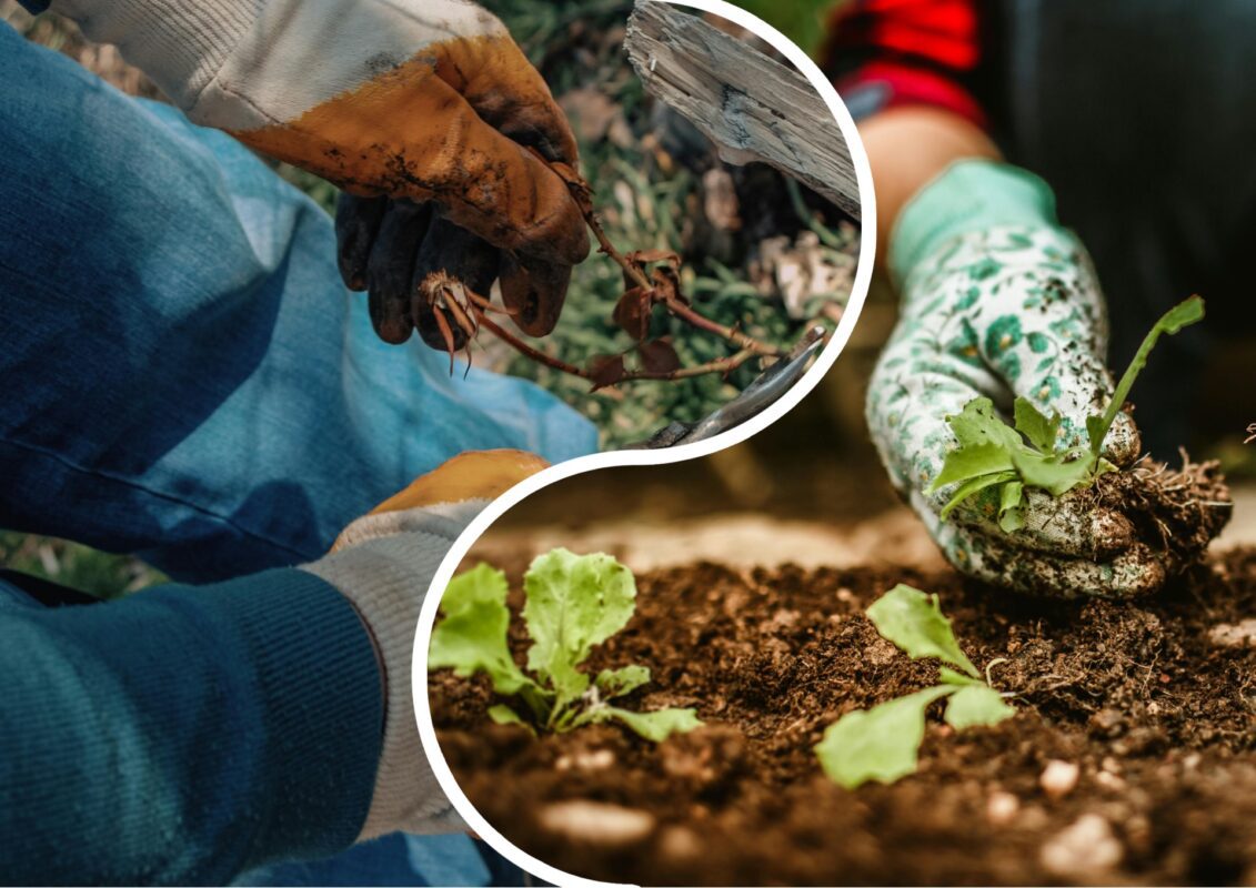 Садівники пояснили, які існують тонкощі мульчування в городі