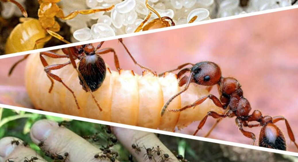 Нехай живуть: мурахи на дачі – ваші несподівані союзники, від них не лише самісінька шкода 