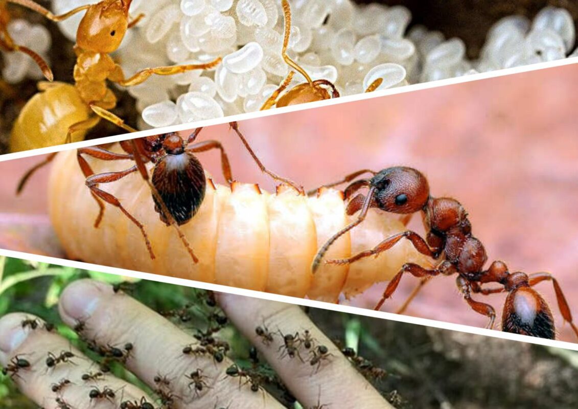 Від мурах не лише шкода, але й користь