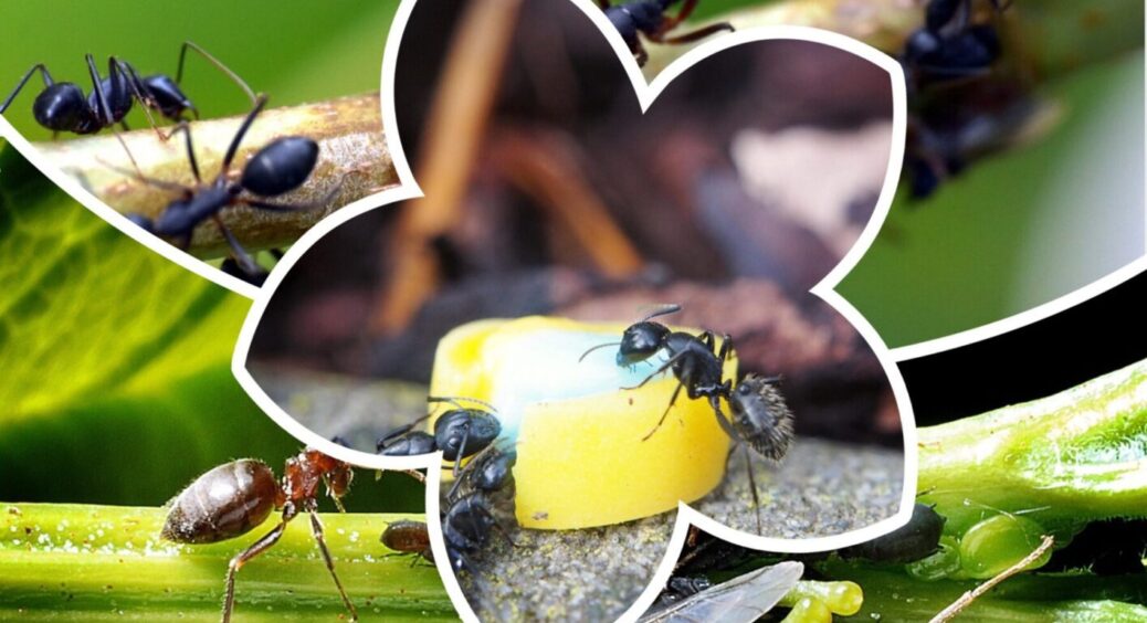 Після обробки цим розчином мурахи зникають з грядок за ніч – підтверджено у 5 областях України 