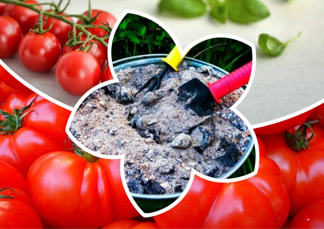 Садівники пояснили, яка органічна підживка для томатів є найкращою