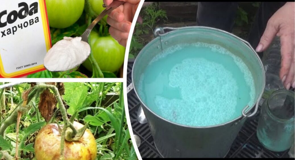 На Хмельниччині зафіксували 3 “спалахи” фітофтори – фермери переходять на біозахист овочів 