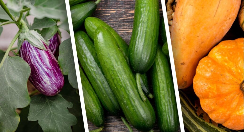 Не витрачайте добрива даремно: цих 5 культур у червні підживлювати НЕ можна, і ось чому 