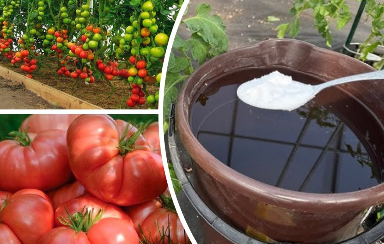 Садівники пояснили, з яким поливом томати плодоноситимуть до жовтня