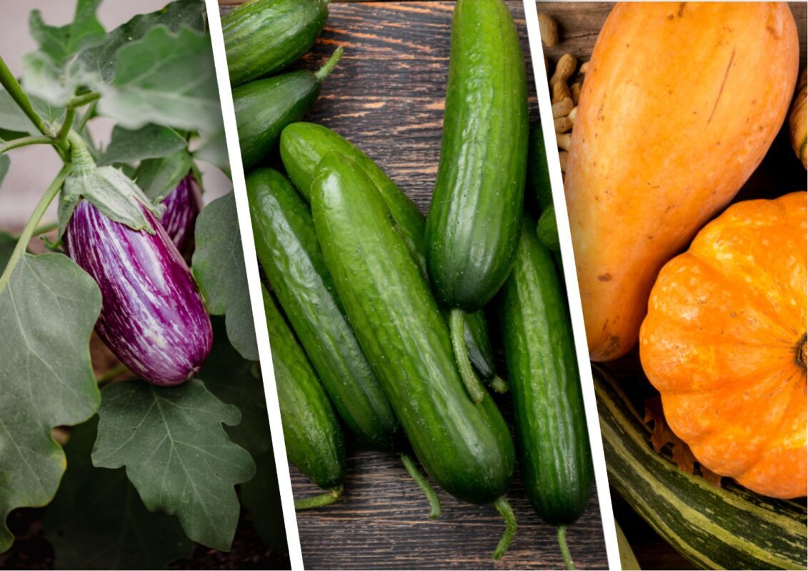 Курячий послід – золото для грядки: 3 овочі, які у 2025-му обовʼязково треба ним підживити 