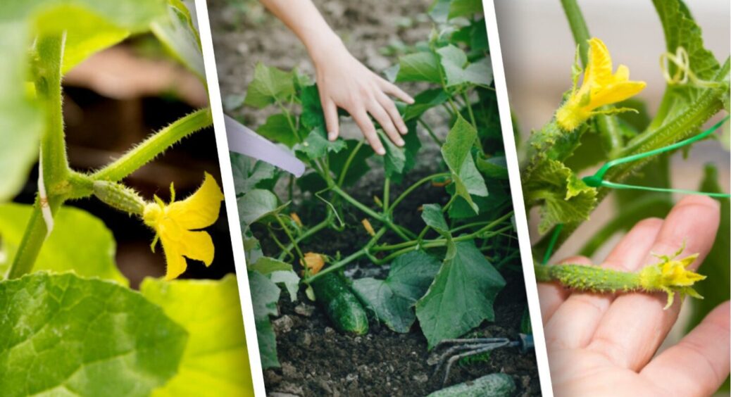 Огірки після цієї підгодівлі пішли в ріст по 3 см на день: ось що справді працює 