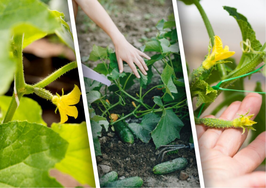 Що робити, якщо зав'язь на огірках сохне та опадає