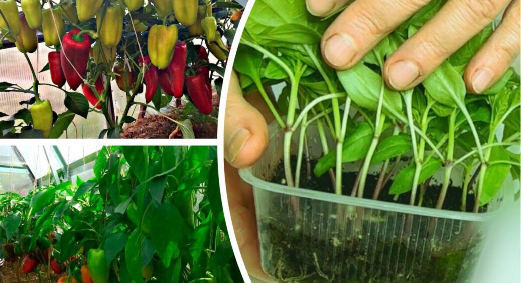1 ложка у воду – і перці плодоноситимуть до пізньої осені: чим полити грядки у червні 2025 
