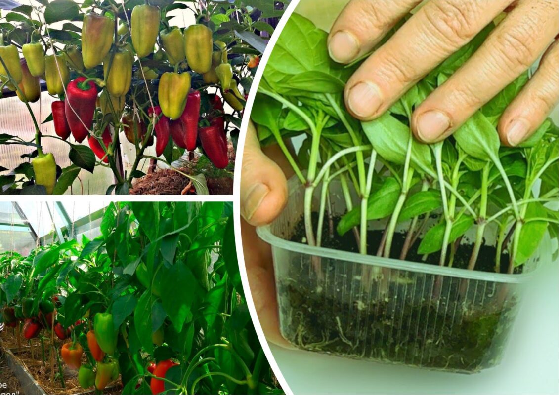 Фермери розповіли рецепт добрива для гарного плодоношення солодкого перцю