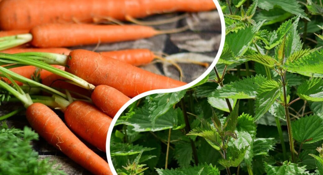 Морква по 20 см: роблю кожного року так, і урожай завжди рекордний – довга і гладенька 
